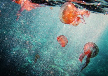 Jellyfish | Marine stingers 